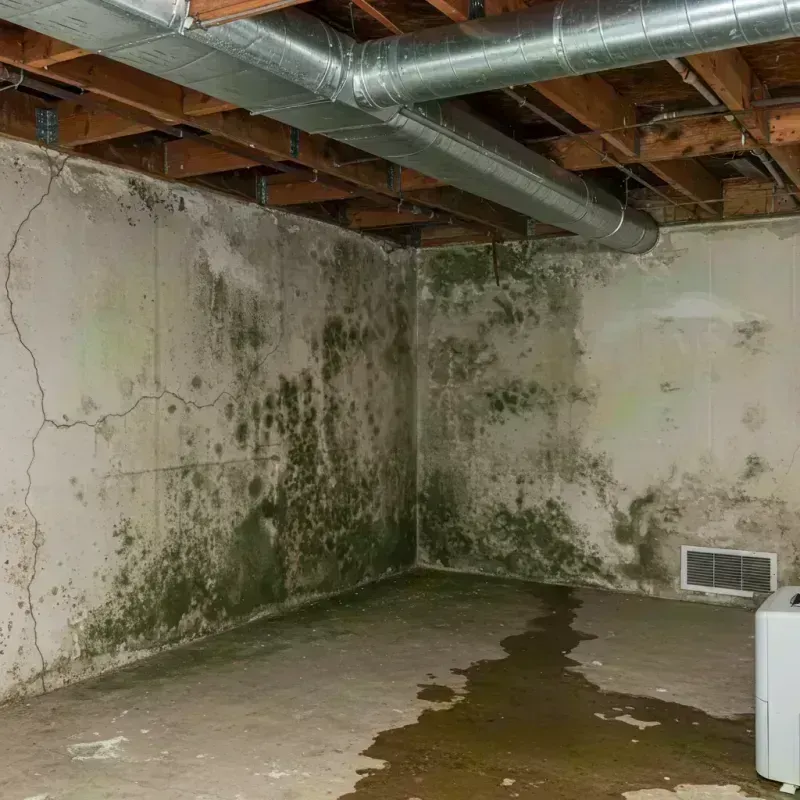 Professional Mold Removal in Paradise Valley, AZ